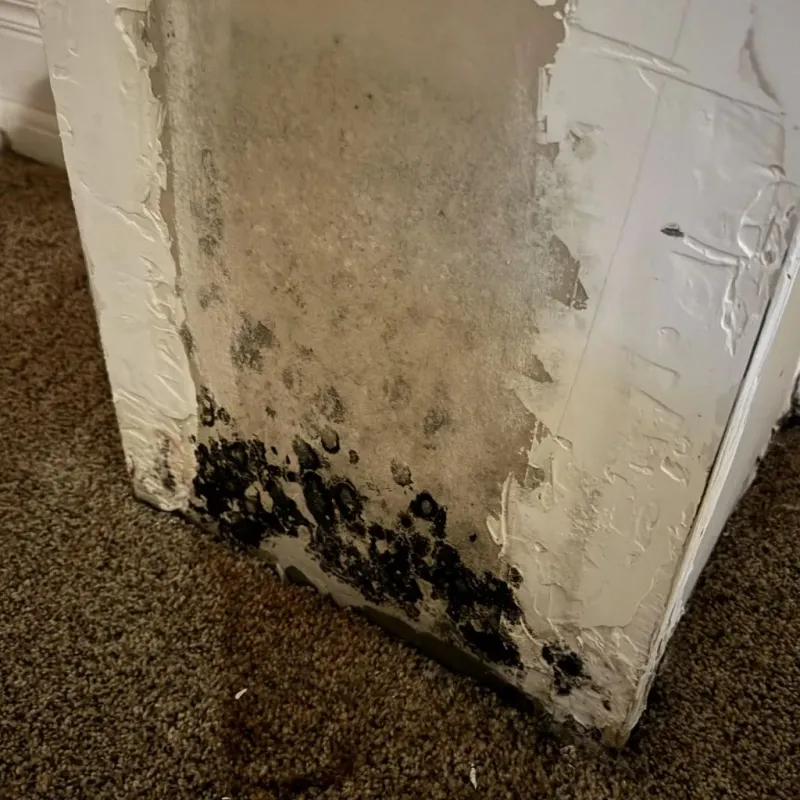Professional Mold Removal in San Leandro, CA
